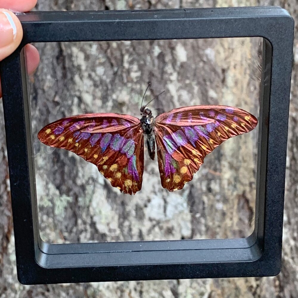 Sugarlight Real Butterfly